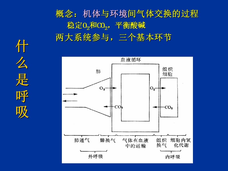 呼吸生理-1.ppt_第2页