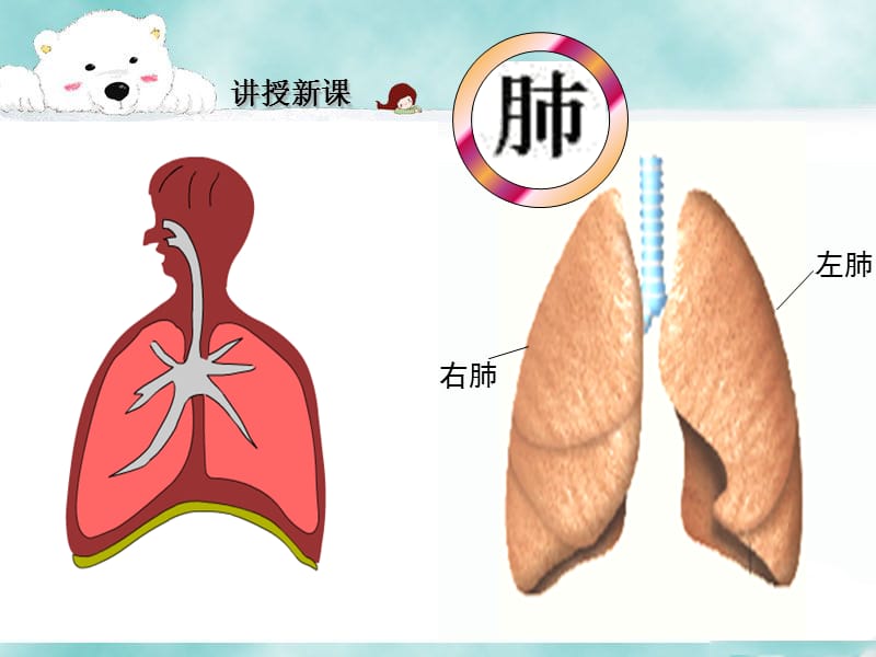 发生在肺内的气体交换人教版七年级下册.ppt_第3页