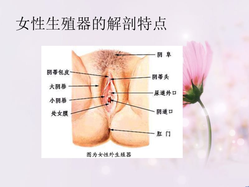 妇女健康知识讲座PPT课件.ppt_第3页