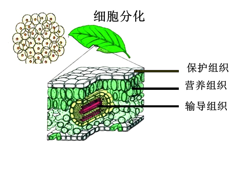 多细胞生物体的组成PPT课件.ppt_第2页