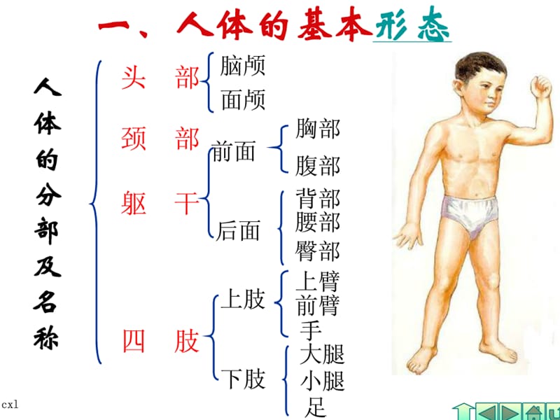 幼儿卫生保健——人体基本结构ppt课件.ppt_第1页