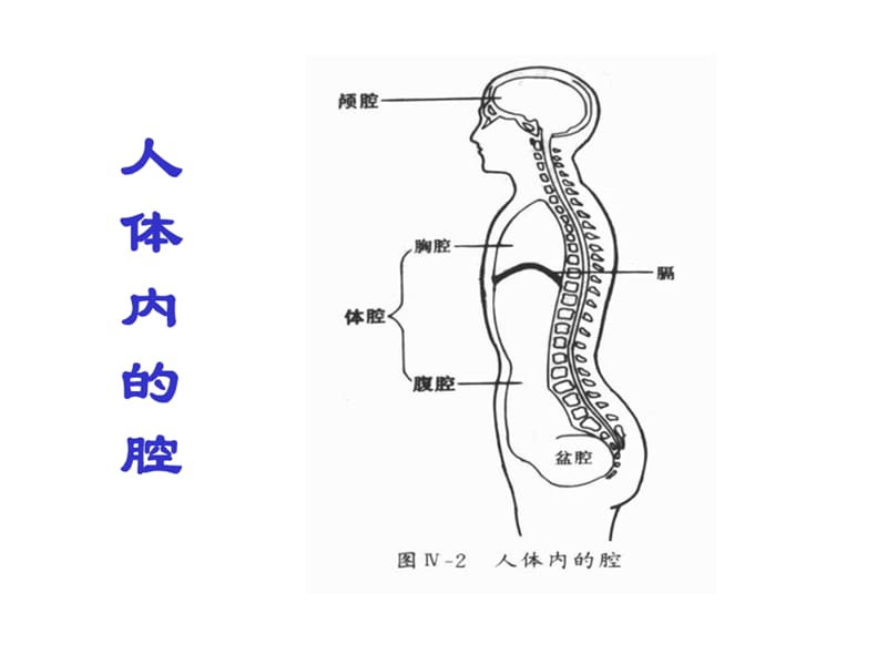 幼儿卫生保健——人体基本结构ppt课件.ppt_第2页