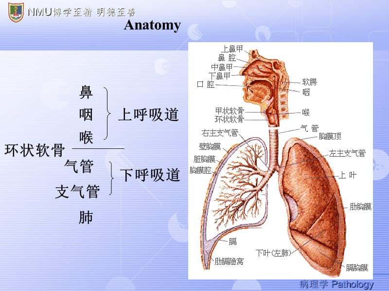 呼吸系统（中英文）PPT课件.ppt_第2页