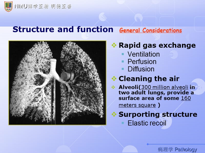 呼吸系统（中英文）PPT课件.ppt_第3页