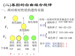 二基因的自由组合规律.ppt