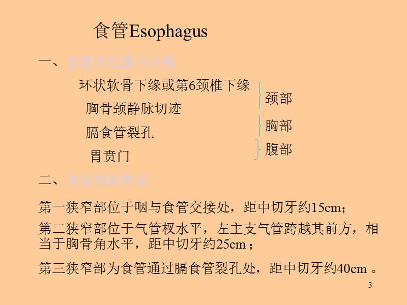 消化系统（食管、胃、小肠、大肠）PPT课件.ppt_第3页