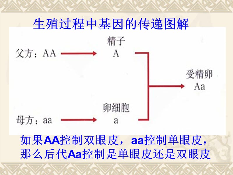 长春市160中学刘广薇.ppt_第3页