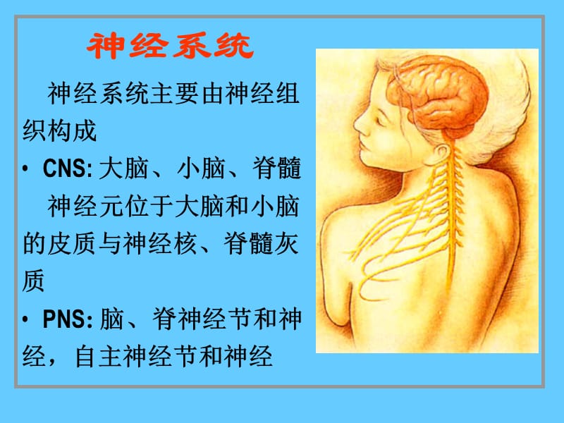 神经系统 PP课件.ppt_第1页