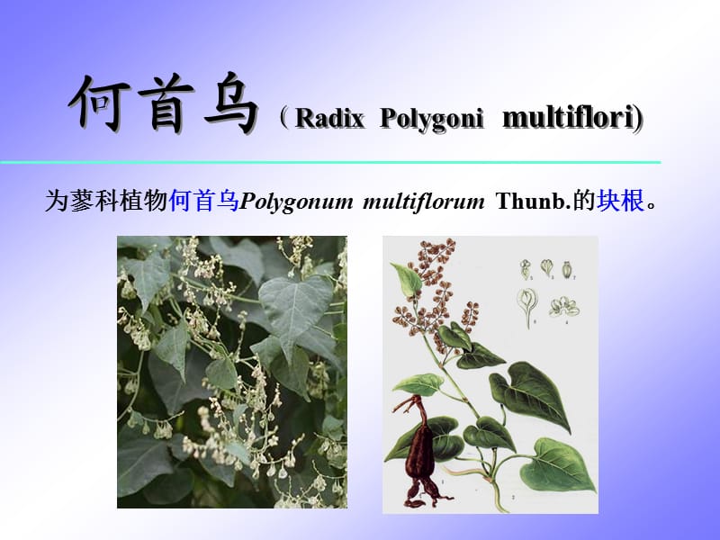 中药鉴定学.ppt_第2页