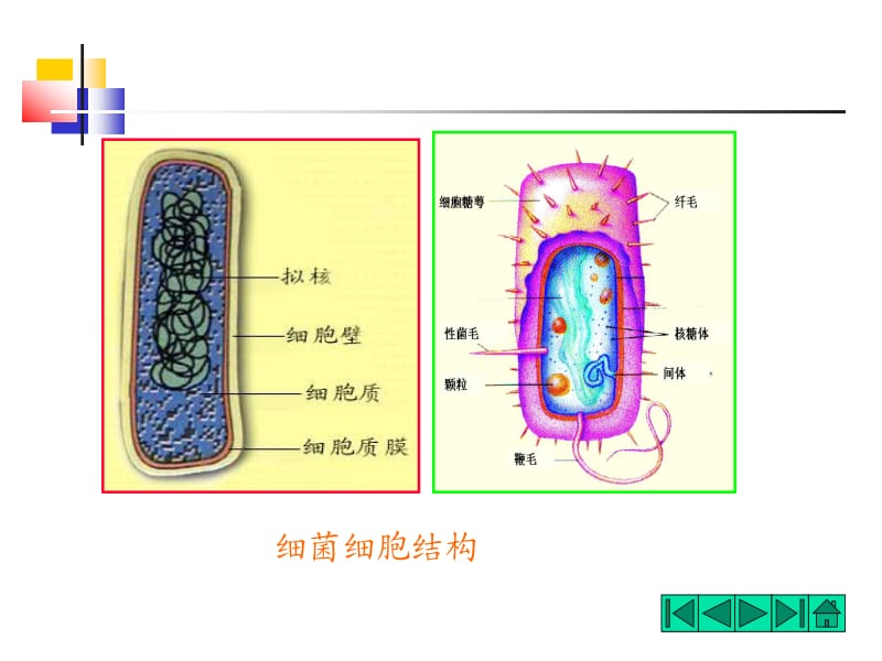 二细菌的细胞结构.ppt_第2页