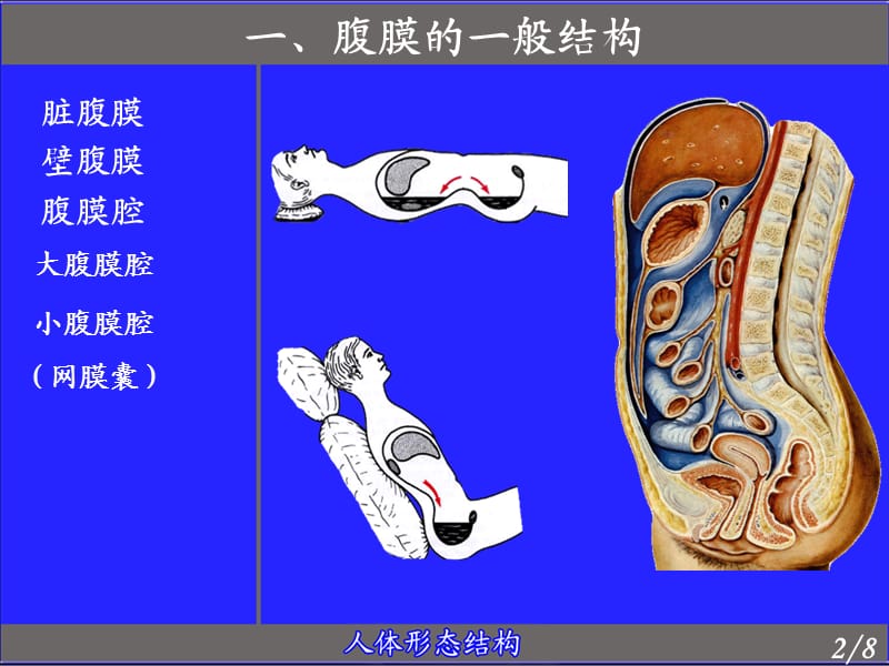 中国医科大学局部解剖学课件2.ppt_第2页