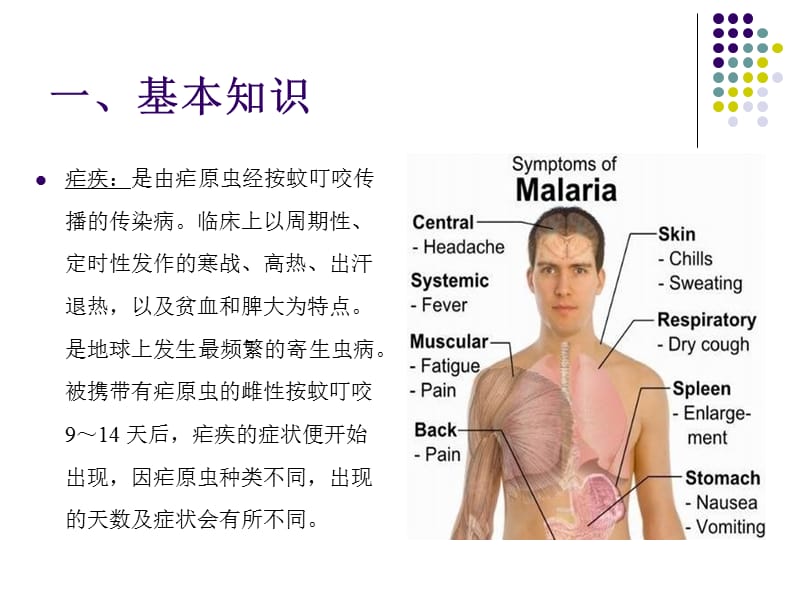 疟原虫形态武汉市疾病预防控制中心吴凯ppt课件.ppt_第3页