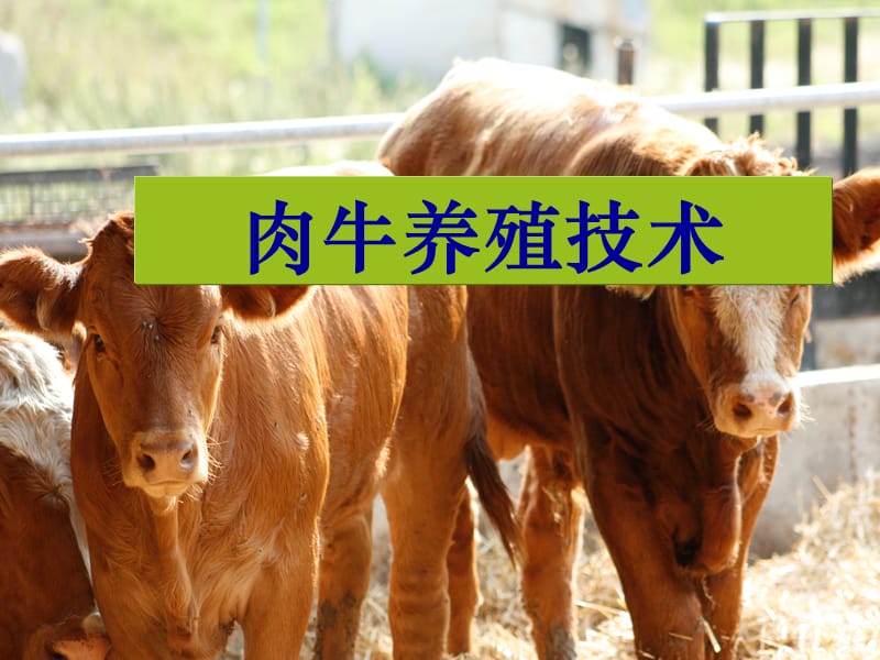 桑国俊肉牛产业技术培训--肉牛饲养管理技术.ppt_第2页