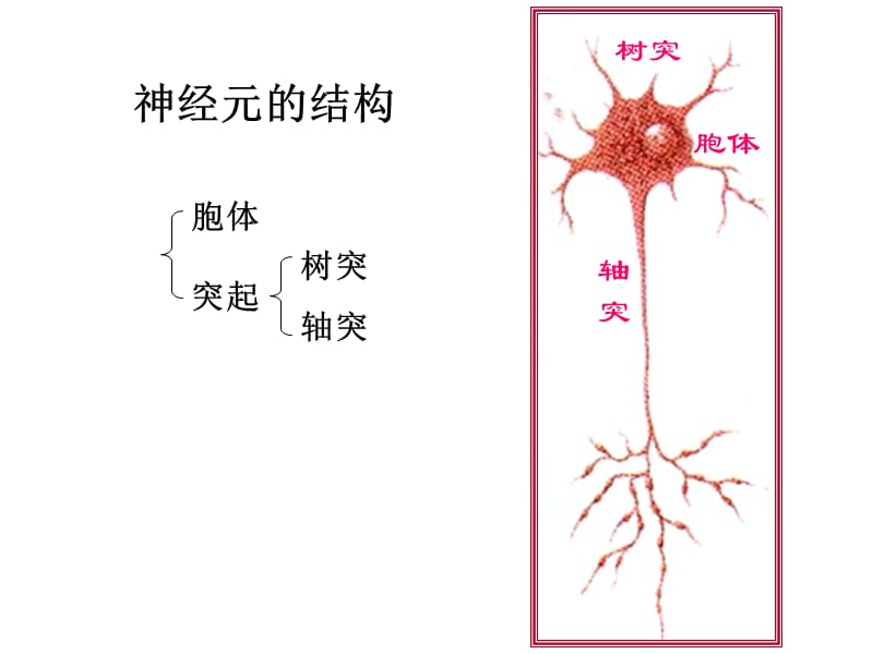 神经组织 PP课件.ppt_第3页