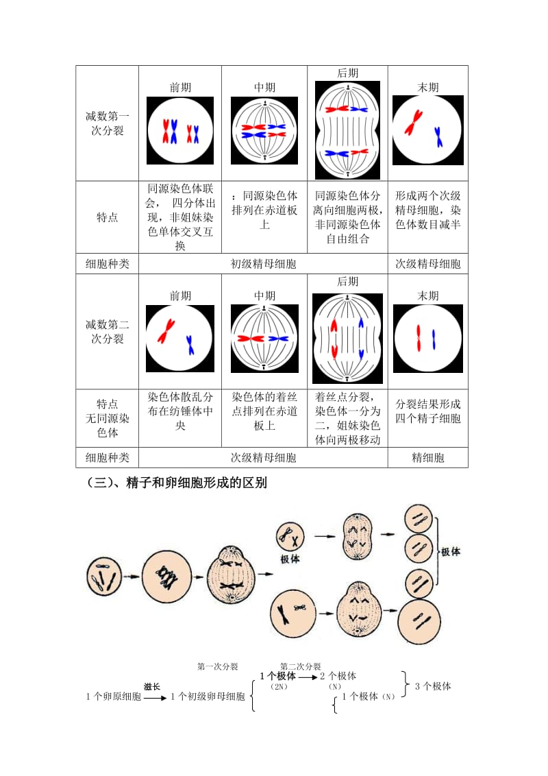 2019高中生物必修二有丝分裂减数分裂详尽分析.doc_第3页