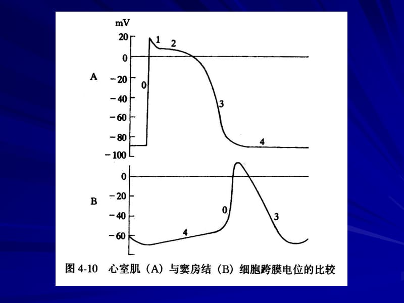 二心肌的自动节律性.ppt_第2页