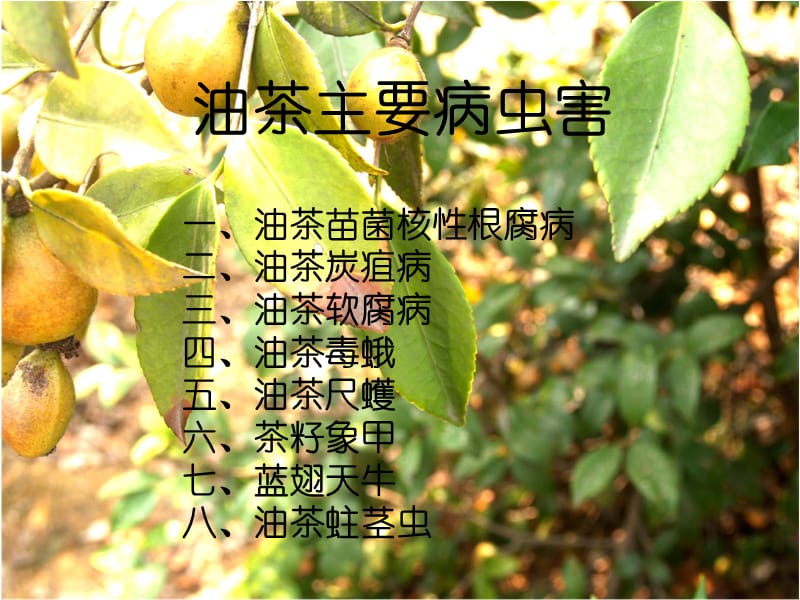 油茶主要病虫害防治.ppt_第2页