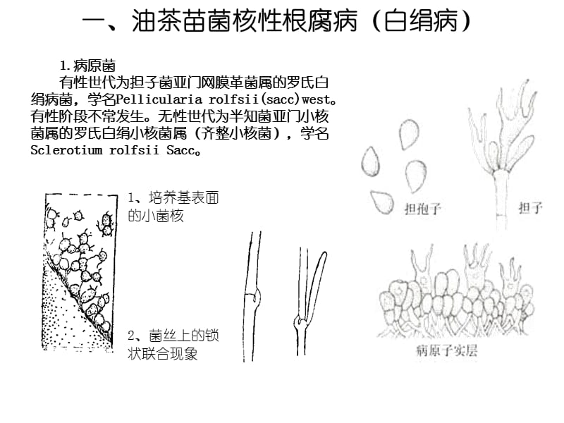 油茶主要病虫害防治.ppt_第3页