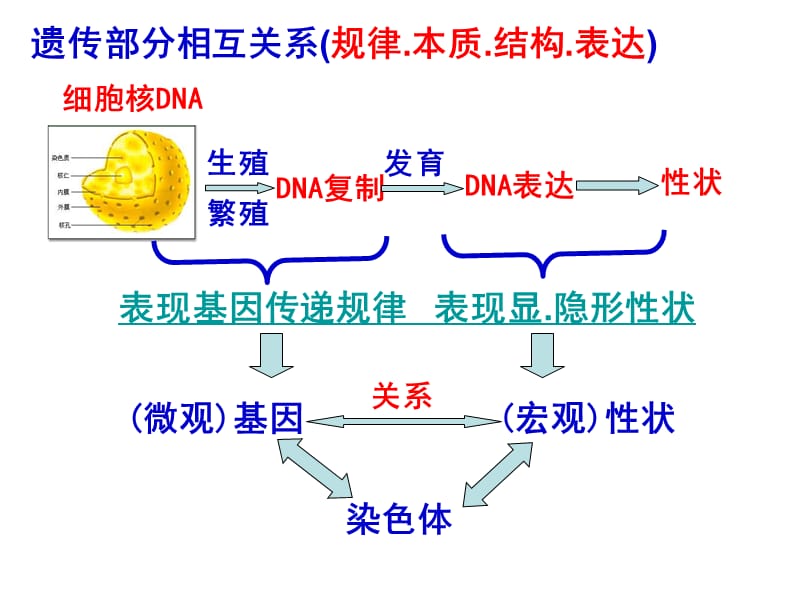 2019人教版教学课件高三一轮复习：遗传规律复习课时1.ppt_第2页