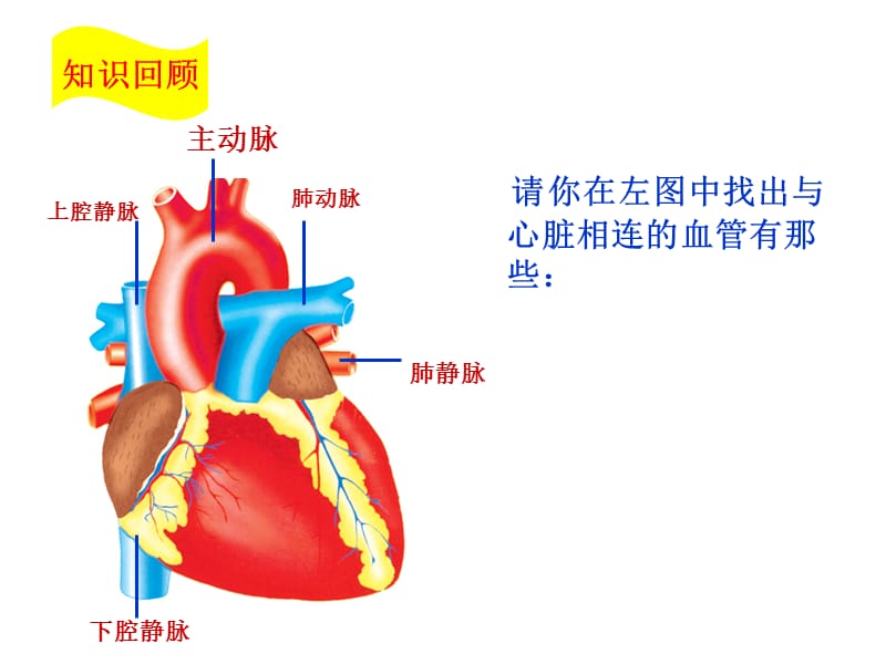 物质运输的途径--血液循环PPT课件.ppt_第2页