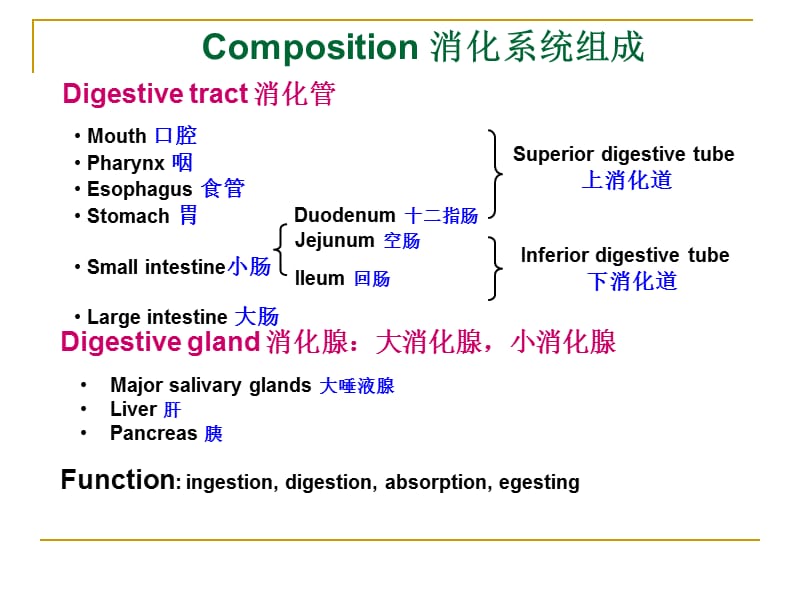 消化系统DigestiveSystemPPT课件.ppt_第2页