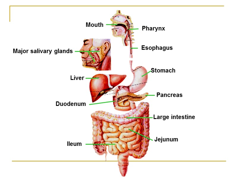 消化系统DigestiveSystemPPT课件.ppt_第3页