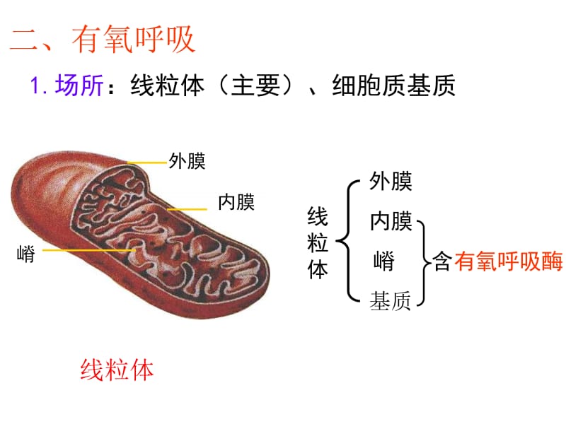 2019年ATP的主要来源——细胞呼吸课时2.ppt_第3页