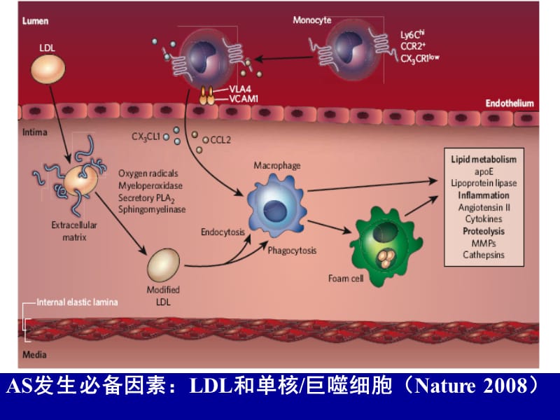 血脂与动脉粥样硬化基础和临床研究进展___赵水平.ppt_第3页