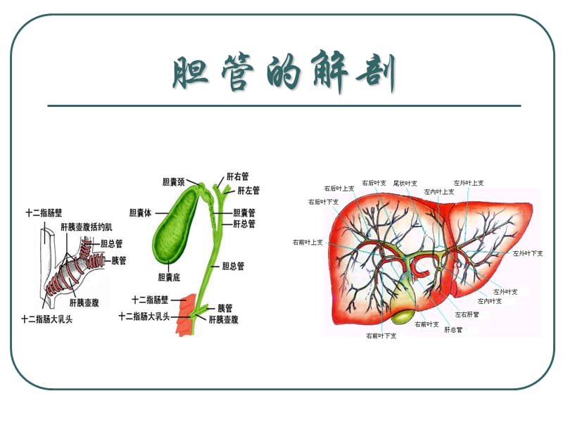 胆管癌诊断与治疗.ppt_第2页