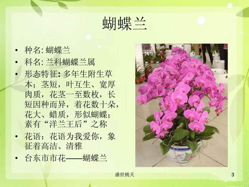 常见插花花材130种(1).ppt_第3页