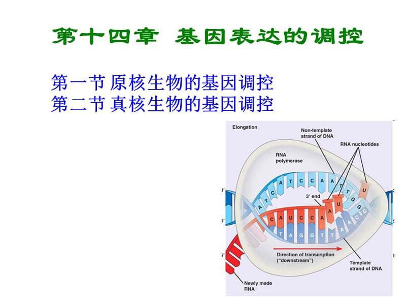 普通遗传学第十四章 基因表达的调控.ppt_第1页