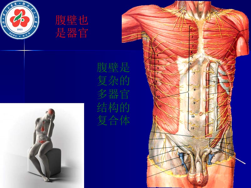 普及腹腔镜阑尾炎ppt课件.ppt_第3页