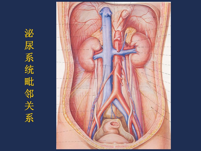 泌尿系统影像表现及常见疾病的影像诊断ppt课件.ppt_第2页