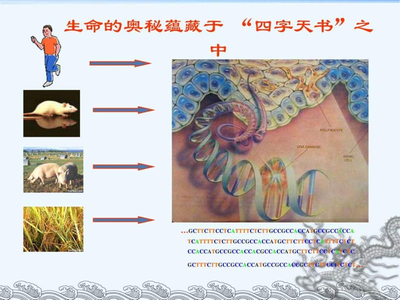 基因组测序的原理与方法(2).ppt_第3页