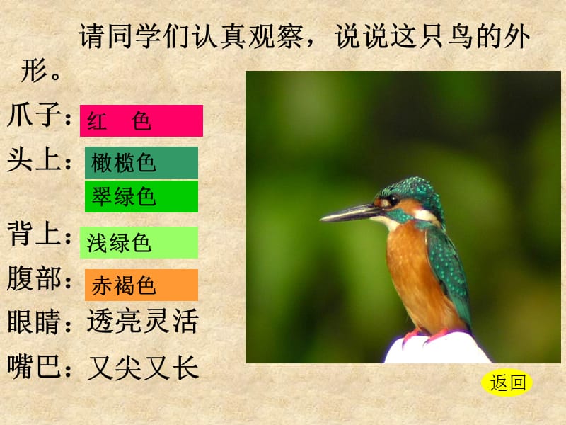 翠鸟01.ppt_第3页