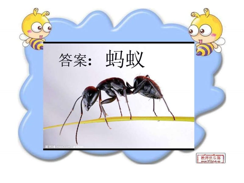 教科版三年级科学上册《蚂蚁》课件.ppt_第3页