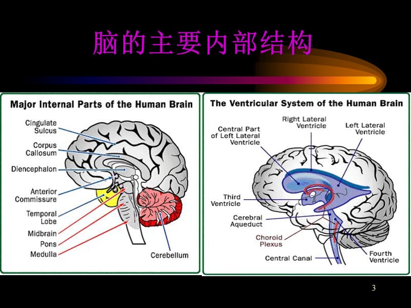 神经系统核医学显像ppt课件.ppt_第3页