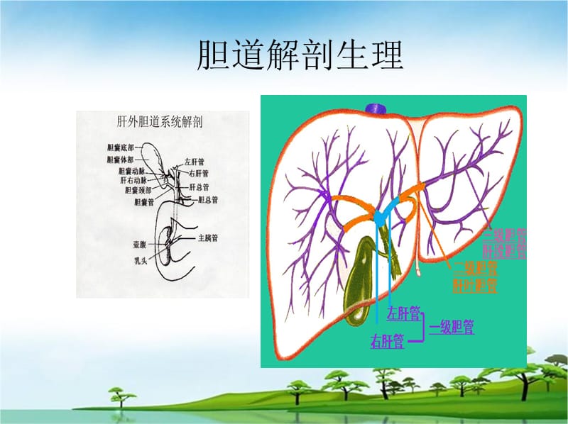 胆囊结石及其防治PPT课件.ppt_第2页