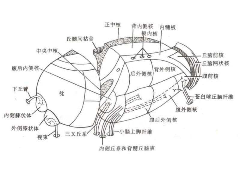 2019年《神经系统总结3》ppt课件.ppt_第1页