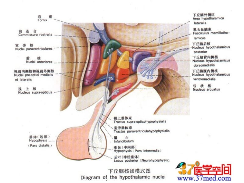 2019年《神经系统总结3》ppt课件.ppt_第2页