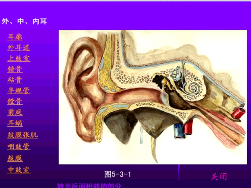 耳鼻咽喉解剖生理PPT课件.ppt_第3页