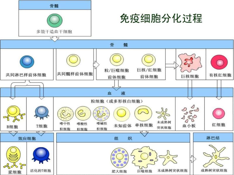 2019年T细胞及其介导的细胞免疫应答.ppt_第3页