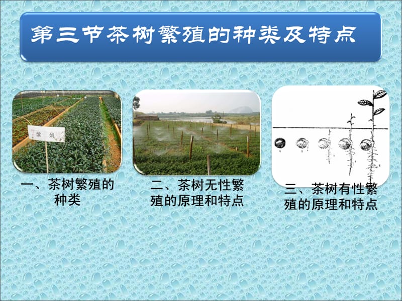 茶树栽培品种与繁殖.ppt_第2页