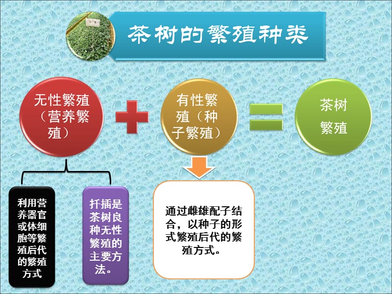 茶树栽培品种与繁殖.ppt_第3页