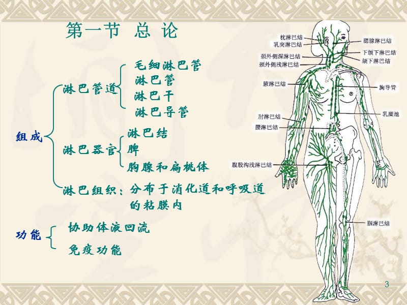 2019年《淋巴系统概述》ppt课件.ppt_第3页