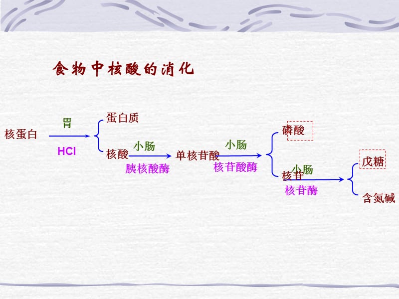 2019年《核苷酸代谢》PPT课件.ppt_第3页