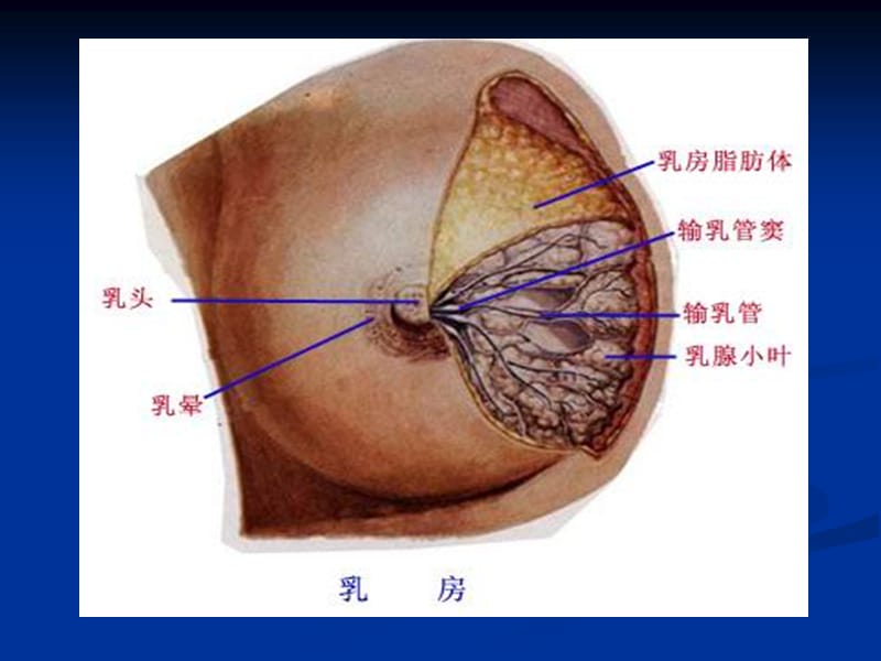 2019年《乳腺》PPT课件.ppt_第2页