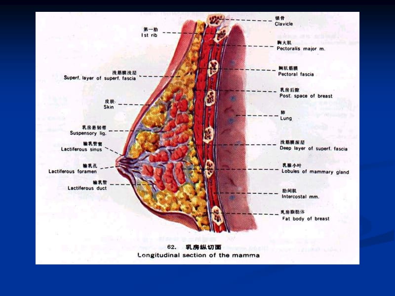 2019年《乳腺》PPT课件.ppt_第3页