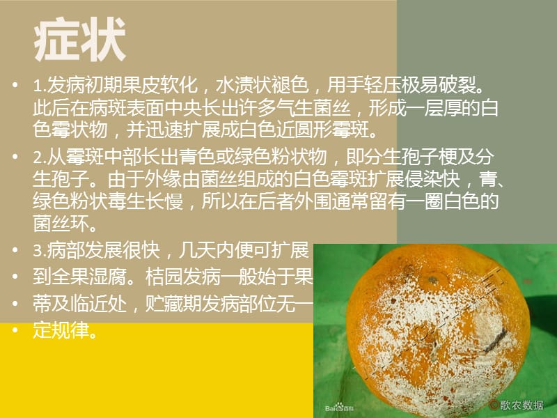 柑橘青霉病.ppt_第2页