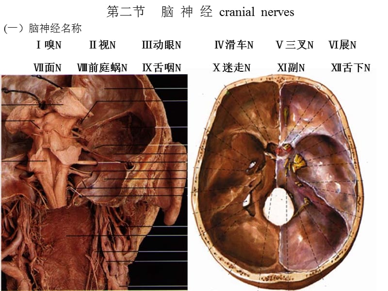 二节脑神经cranialnerves.ppt_第1页